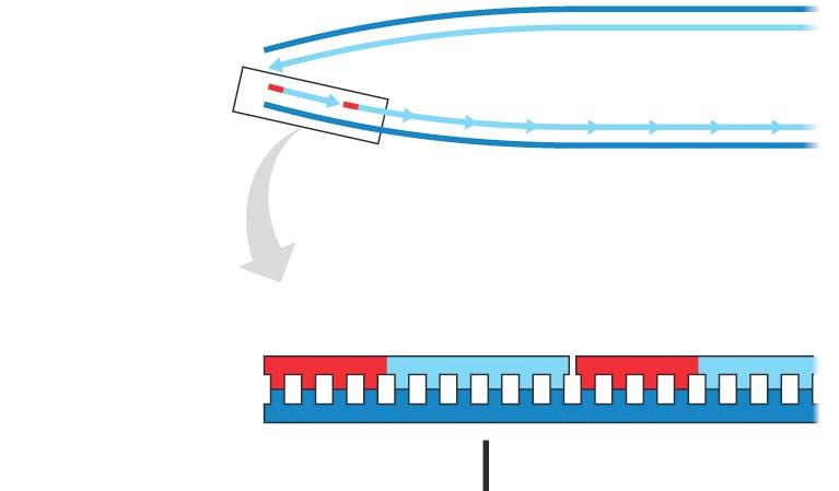 53. Why are progressively shorter and staggered (unevenly-ended) DNA molecules