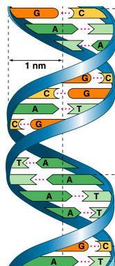 DNA The