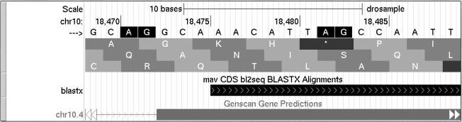 Incompatible donor and acceptor phases results in a frame shift Picking the best acceptor site CCA AAT G GT GT AG TT CTC GAT Reading frame (+2) dictated by BLASTX result Translation: CCA AAT GGT TTC