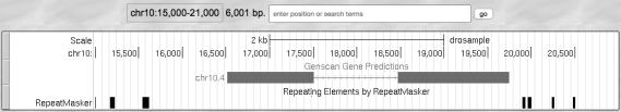 own line Set Base Position track to Full to see the amino acid translations Initial assessment of fosmid project chr10 Seven gene predictions (features) from Genscan Need to investigate each feature