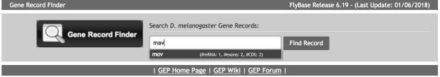 Retrieve the Gene Record Finder record for mav Type mav into the search box, then press