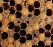 The only way to identify AFB is to do a thorough visual inspection of every frame containing brood, in every hive, in every apiary as follows: 1. at least 3-4 times per year; 2.
