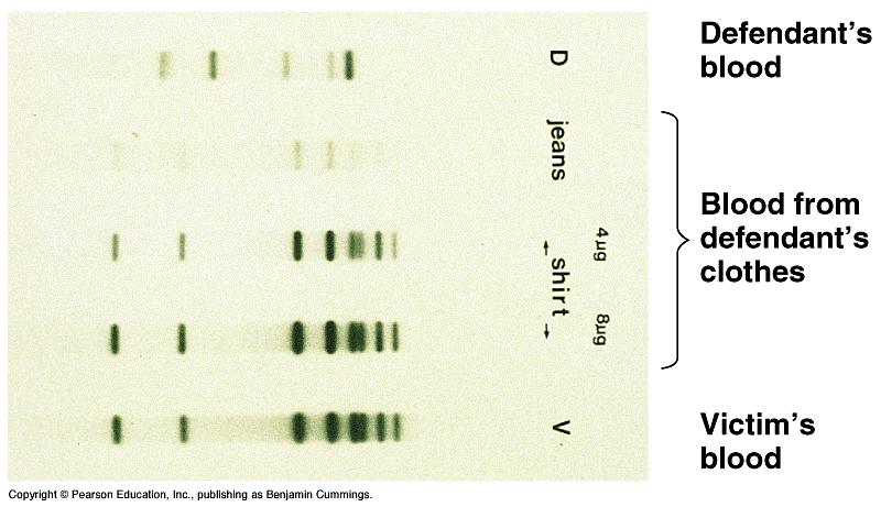 RFLPs -- DNA finger print in a murder case Southern blot of DNA samples digested with a restriction enzyme Human genome: 48% repeats Human genome: <40,000 genes Average ~3 proteins/gene 95% of DNA