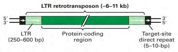 Model for DNA transposition in bacteria Structure of a eukaryotic LTR