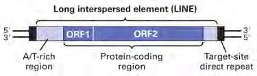 encode proteins including RT Short Interspersed Elements: deletion of