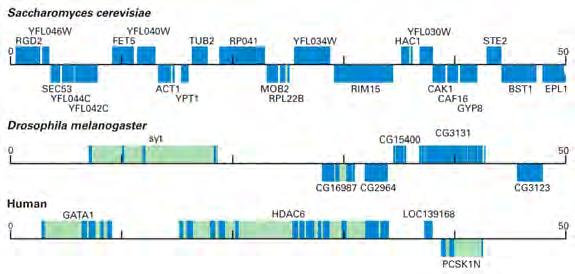 and human DNA. Few yeast genes contain introns (exons are blue).