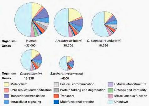 Numbers and types of genes in different eukaryotes About half the genes encode proteins of unknown function.