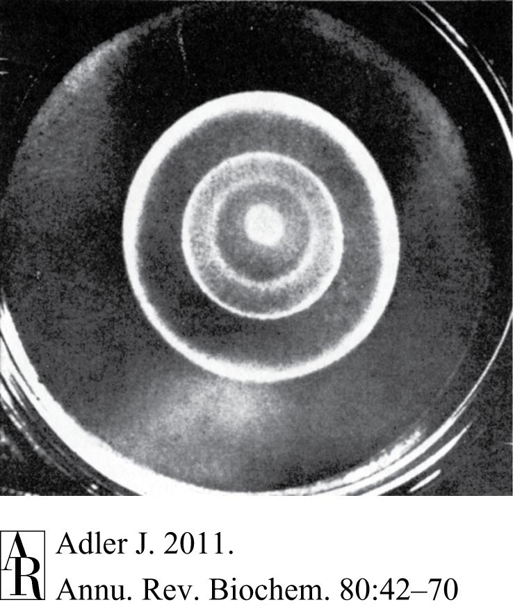 Motility Assay 2: Chemotaxis in semi-solid agar When inoculated in the center of a semi-solid tryptone agar plate, E.
