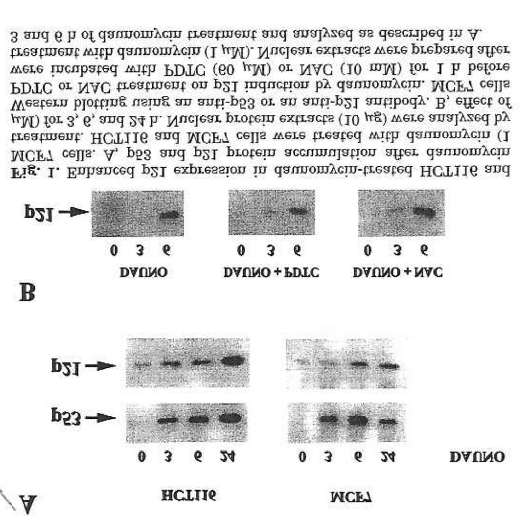 Effects of Daunomycin on p21 expression in Human Cancer cells