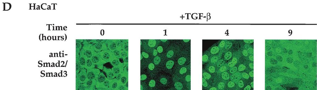 VOL. 20, 2000 NUCLEOCYTOPLASMIC SHUTTLING OF Smad4 9051 FIG. 7. Prolonged TGF- signaling leads to export of Smad2 and Smad4 from the nucleus to the cytoplasm.