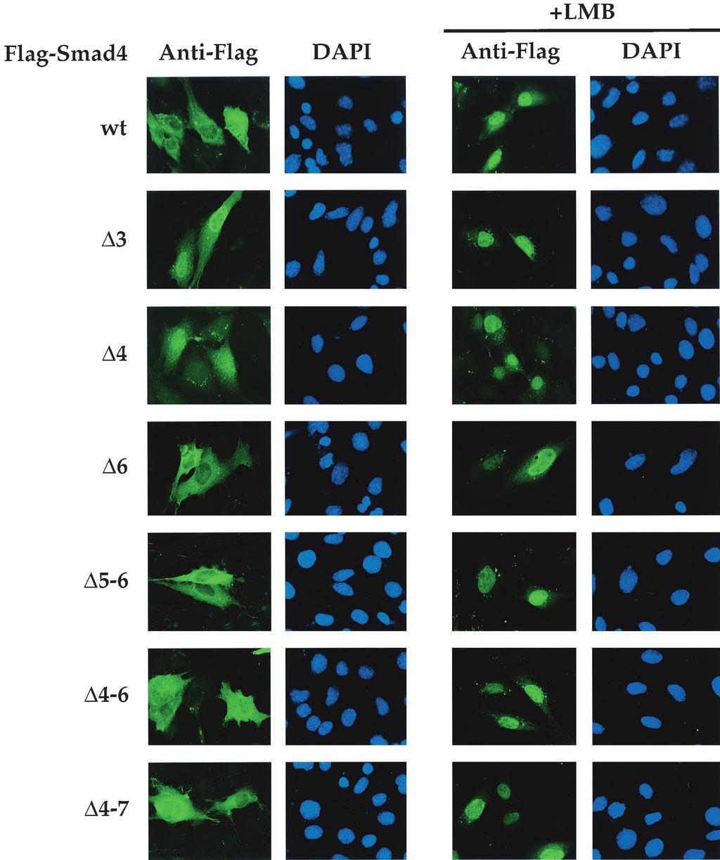 VOL. 20, 2000 NUCLEOCYTOPLASMIC SHUTTLING OF Smad4 9047 FIG. 4. Subcellular localization of the alternatively spliced Smad4 variants in the absence and presence of LMB.