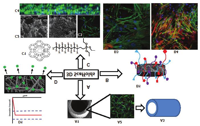 3D scaffolds in tissue engineering & regenerative medicine D1 Amount released A1 A2 A3 Time D A B B1 3D scaffolds C C1 F F F F F F F F F F F F F F F F F O Si O O B2 B3 C2 C3 C4 Figure 1.