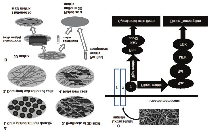 Deluzio, Seifu & Mequanint A 1. Cells plated at high density 2. Synthesis of 3D extracellular matrix C Extracellular signals Plasma membrane 3. Detergent extraction of cells 4. Plate new cells?