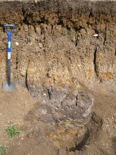 3. Hydraulically restrictive horizons within the soil profile: The presence of a hydraulically restrictive horizon (generally a clayey material) within a soil profile often causes a perched water