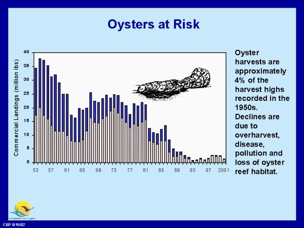Oysters in Chesapeake Bay Once plentiful in banks or reefs in the Bay, oysters have been seriously overharvested and