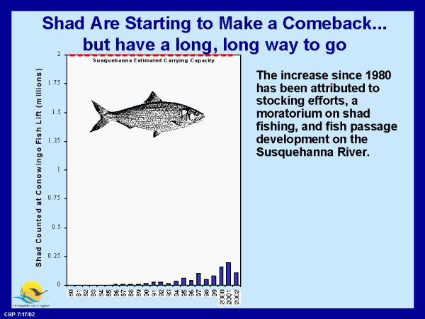 American Shad (a shad tale?) Once very abundant in mid- Atlantic region rivers, they nearly disappeared.