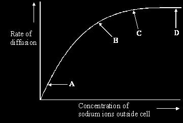 (c) The effect of the concentration of sodium ions in the surrounding solution on their rate of diffusion across the membrane was investigated. The graph shows the results.