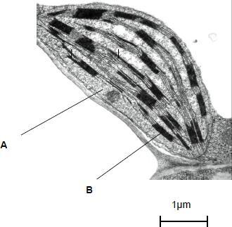The figure below shows a photograph of a chloroplast taken with an electron microscope. Science Photo Library Name the parts of the chloroplast labelled A and B. Name of A... Name of B.