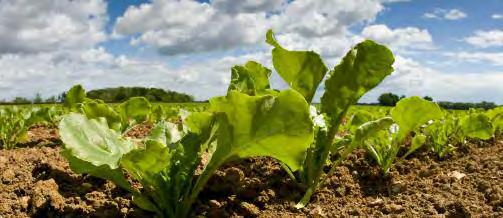 Sodium Sugar beet is one of the few crops that tolerate Sodium (Na) and can use it as an alternative osmotic solute to potassium.