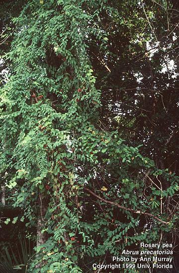 Mature Plant Climbing, trailing woody vine Slender, green branches and