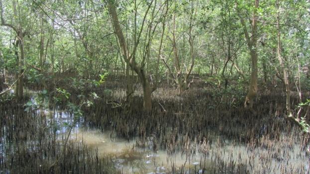Total Carbon of Mangrove