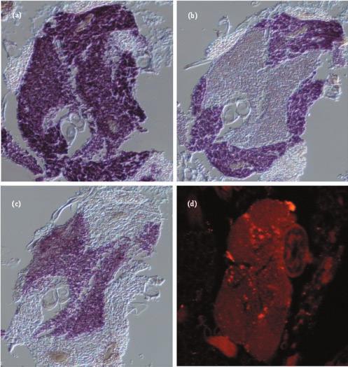 VOL. 186, 2004 THREE INTRACELLULAR SYMBIONTS COEXIST IN C. CEDRI 6631 FIG. 3. In situ hybridization of tissue sections from C.
