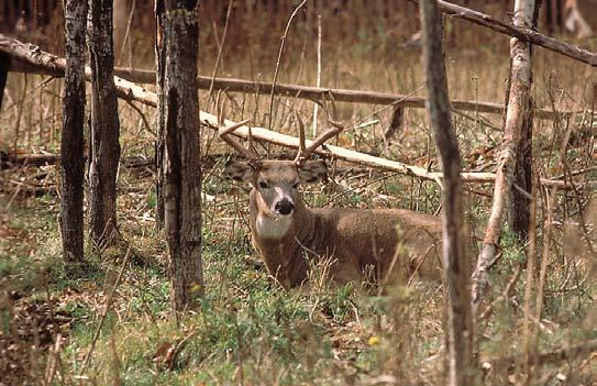 Seasonal Behavior and Habitat Relationships Spring As the snow melts, deer move out of winter cover into edges and open areas to feed on green growth.