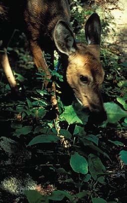Improving Deer Habitat In the northeastern third of Minnesota, mixed aspen forest is the most important forest type for deer.