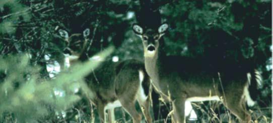 Winter Cover In northwestern, central and southeastern Minnesota, deer seek out and use closed canopy mature aspen and mixed deciduous forest and woodlots for winter cover.