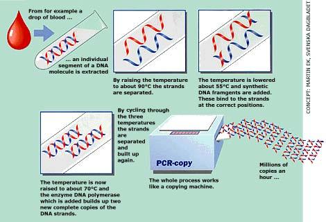1985 1993 Kary Mullis development of PCR technique a copying machine for DNA In 1985, Kary Mullis invented a process he called PCR, which solved a core problem in genetics: How to make copies of a