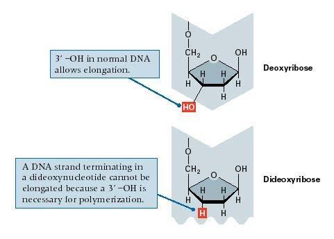 Dideoxynucleotides reagent mix for DNA replication normal N-bases dideoxy N-bases missing O for bonding of