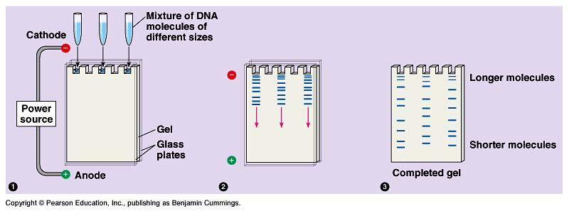 Gel Electrophoresis Separation of DNA fragments by size DNA is negatively charged moves toward + charge in