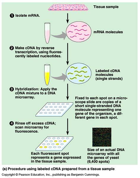 Microarrays Measuring expression of genes in a tissue sample samples of mrna from cells make cdna 2-color fluorescent tagging hybridize to spots of genes colored spots = gene expression red, green,