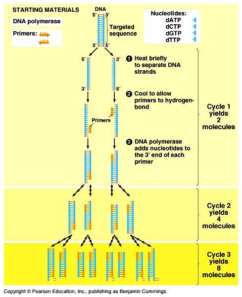 Polymerase Chain Reaction (PCR) What if you have too little DNA to work with?