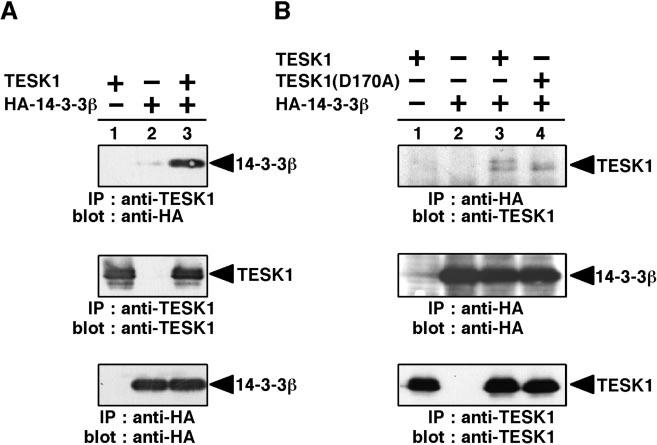 43474 Regulation of TESK1 by 14-3-3 Binding FIG. 2. Interaction of 14-3-3 with TESK1 in cultured cells. A, co-precipitation of 14-3-3 with TESK1.
