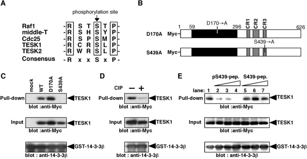 43476 Regulation of TESK1 by 14-3-3 Binding FIG. 4.Interaction of TESK1 with 14-3-3- depends on the phosphorylation of Ser-439 in TESK1.