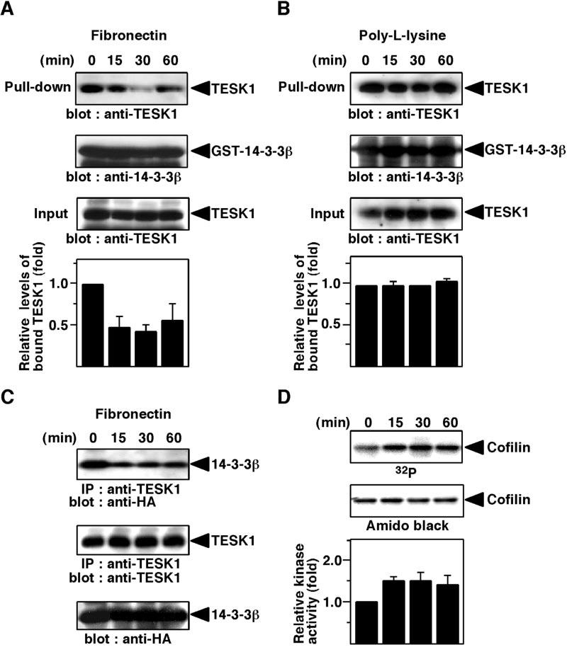 43478 Regulation of TESK1 by 14-3-3 Binding FIG. 6. Interaction between TESK1 and 14-3-3 is decreased after integrin-mediated cell adhesion.