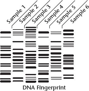 Personal Identification 8. Complete the flowchart about how DNA fingerprints are made. Restriction are used to cut the DNA into fragments containing genes and repeats.