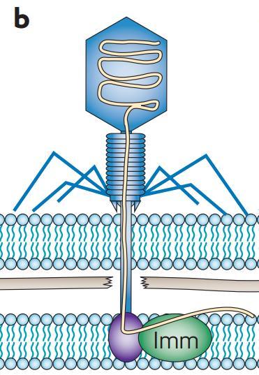 Preventing phage DNA entry contd PIC Source :- Nature reviews Microbiology Phage T4 encodes the