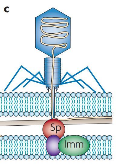 infection by other T- even-like phages.