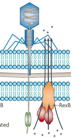 Two activated RexA proteins are needed to trigger the membrane-anchored protein RexB, which acts as an ion channel.