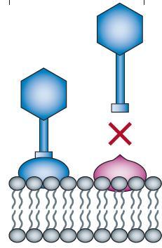 Blocking of phage receptors 1.