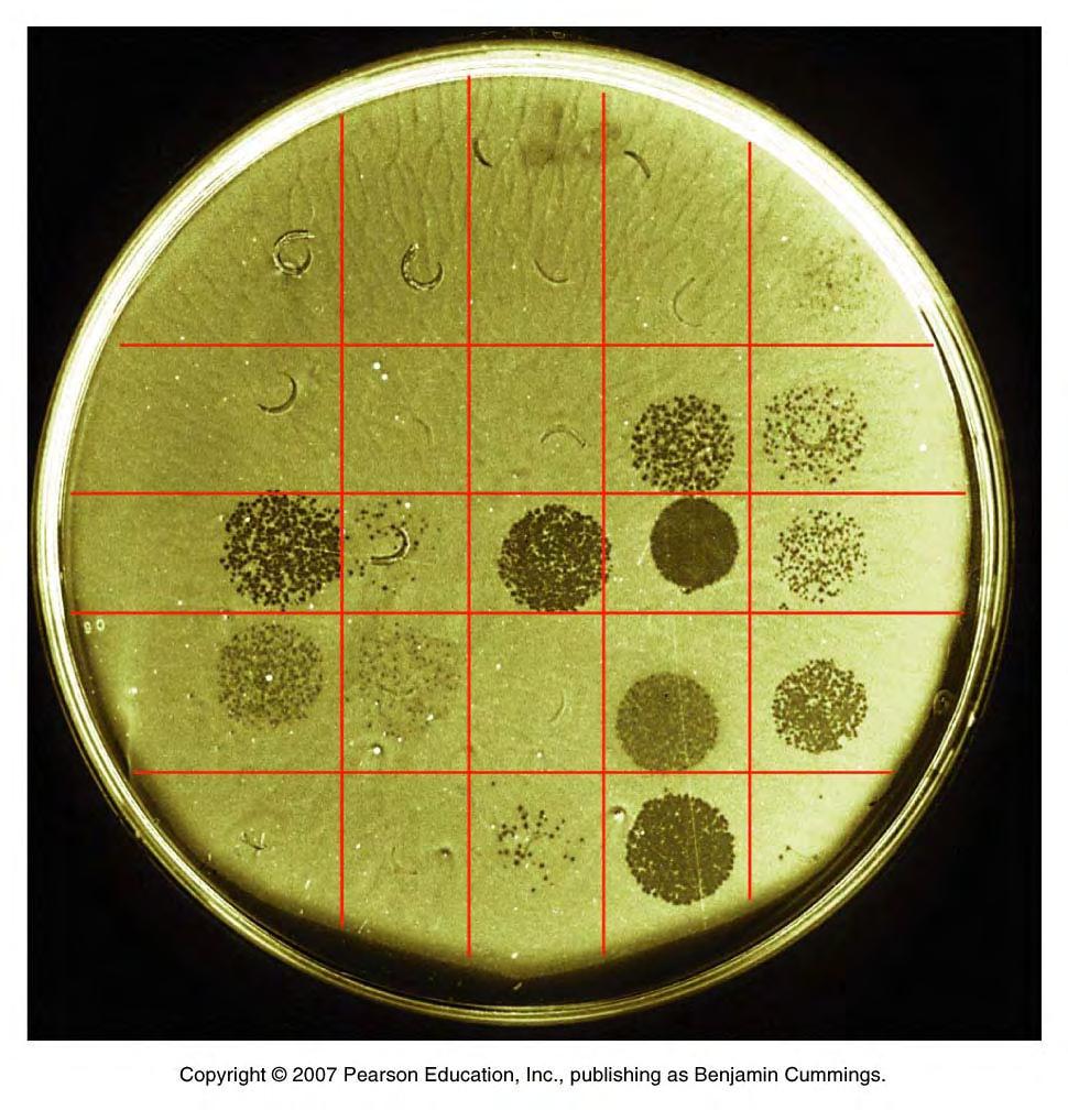 Phage (virus) Typing Bacteriophages (viruses that infect bacteria) have very specific hosts and can be use to ID bacteria: grow a lawn of bacteria to be tested on agar plate