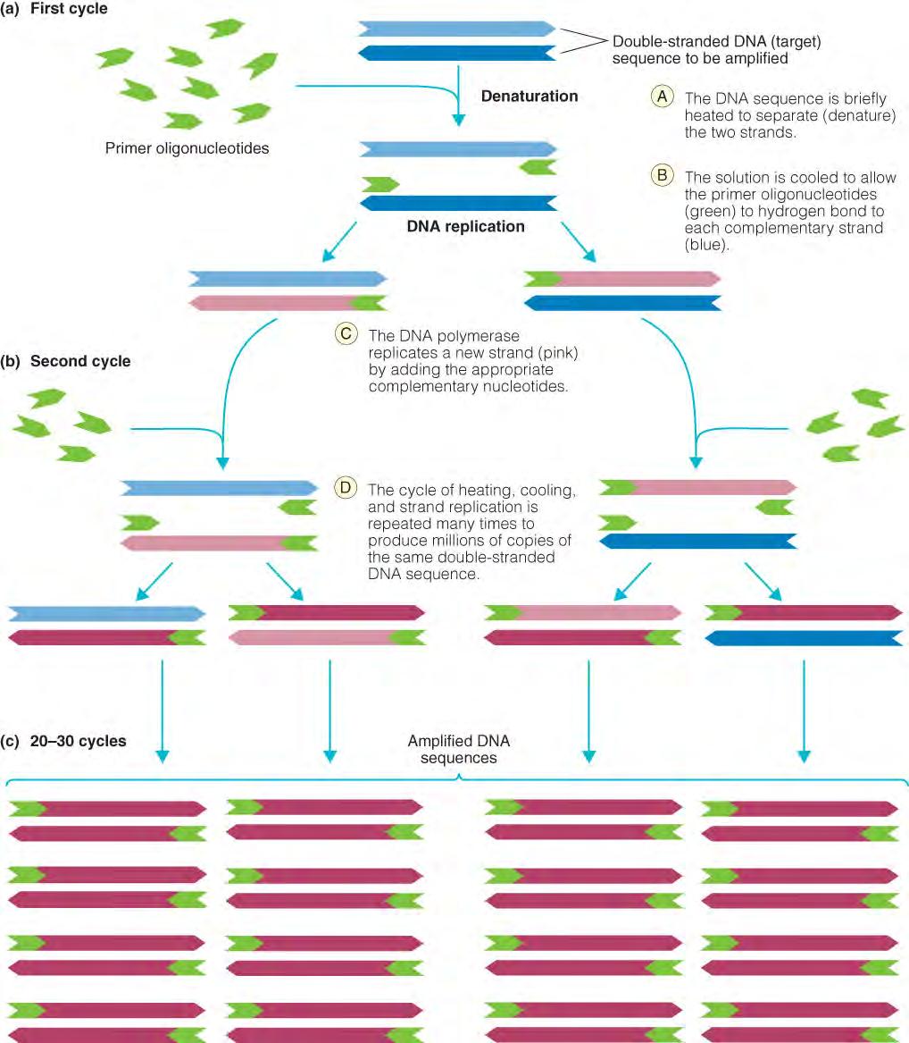 PCR Polymerase Chain Reaction selectively amplifies only