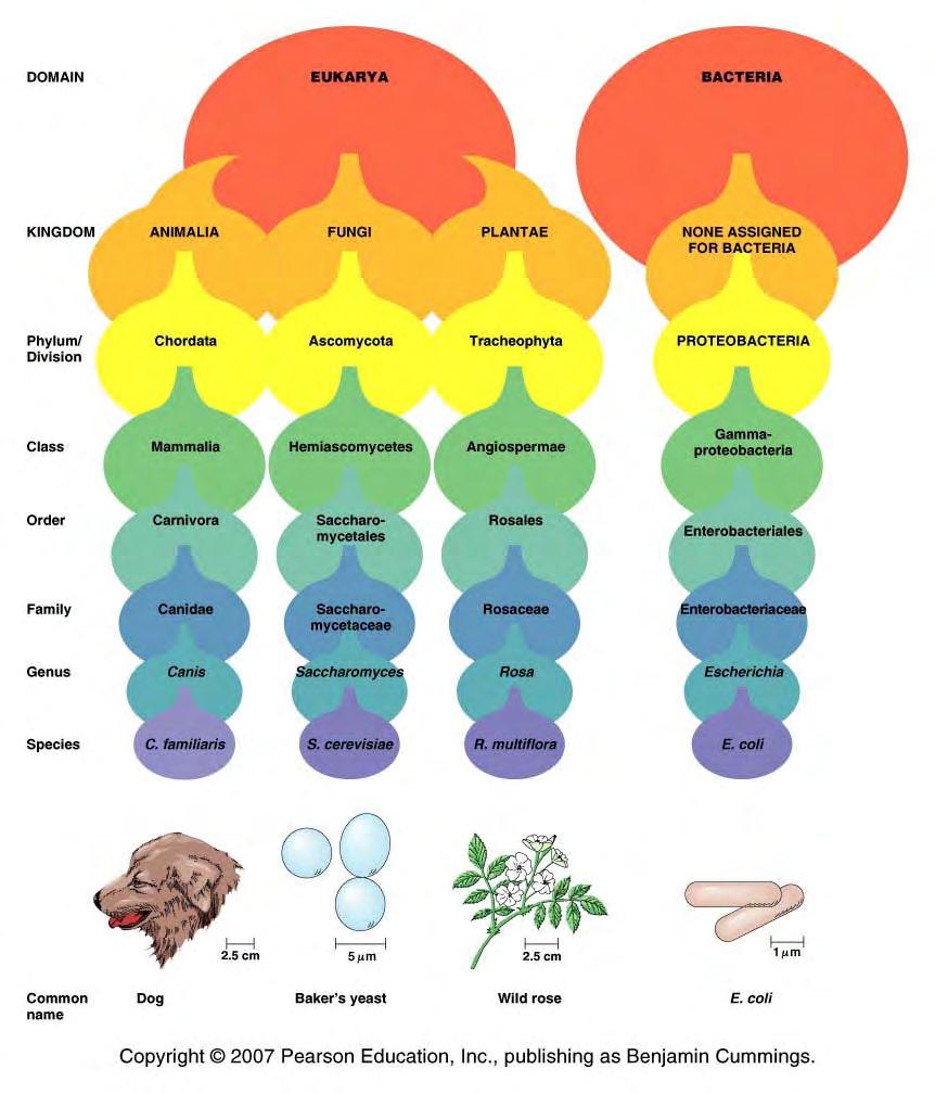 Taxonomic Hierarchy 8 successive taxa are used to classify each species: Domain