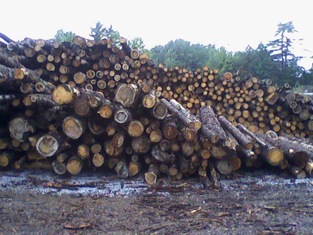 VERMONT BIOMESS Forest Impacts New biomass energy would be fueled mostly by cutting standing trees, not by using forest residues as often sold to the public.