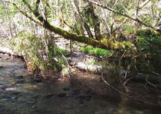 However, these streams were lacking large wood partly because of a series of largescale fires collectively called the Tillamook Burn and the extensive salvage logging that followed in the late 1940s