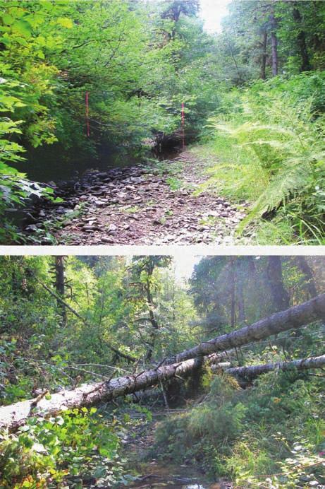 GENERAL TECHNICAL REPORT PNW-GTR-856 Paradise Creek, Coos Bay Bureau of Land Mangement District, Oregon This creek needs help Paradise Creek, a tributary to the Umpqua River, was designated as a tier