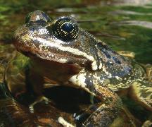 Northwest Forest Plan the First 15 Years (1994 2008): Watershed Condition Status and Trend Amphibian Metric An evaluation of terrestrial and aquatic amphibians was added into the decision-support