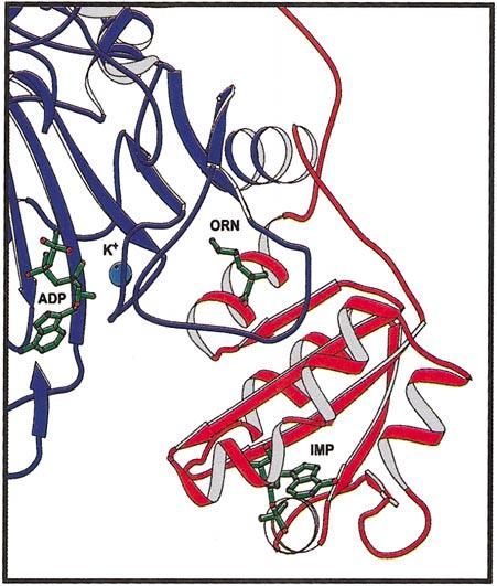 REGULATION OF Escherichia coli CARBAMOYL PHOSPHATE SYNTHETASE 35 Among the mutations previously reported within the allosteric nucleotide-binding pocket, S948A/F, K954A, T974A, T977A, and K993A